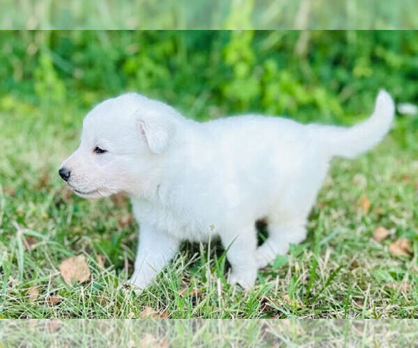 Medium Photo #2 German Shepherd Dog Puppy For Sale in CARDINGTON, OH, USA