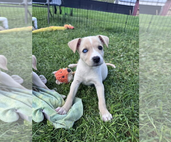 Medium Photo #3 Siberian Husky-Unknown Mix Puppy For Sale in Springdale, PA, USA