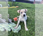 Small #2 Siberian Husky Mix