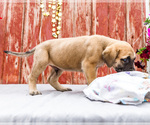 Small #10 Mastiff