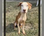 Small #1 American Pit Bull Terrier Mix