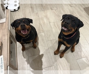 Rottweiler Puppy for sale in WEEKI WACHEE, FL, USA