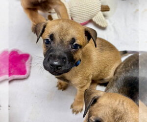 Mutt Dogs for adoption in Gilberts, IL, USA
