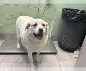 Labrenees Dogs for adoption in Grand Prairie, TX, USA