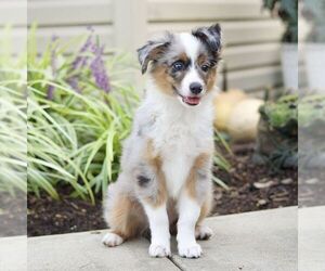 Miniature Australian Shepherd Puppy for sale in NEW PROVIDENCE, PA, USA