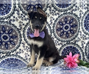 German Shepherd Dog Puppy for sale in LANCASTER, PA, USA