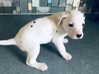Small Photo #6 Dalmatian Puppy For Sale in ASHEBORO, NC, USA