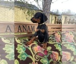 Small Photo #19 Doberman Pinscher Puppy For Sale in LUTZ, FL, USA