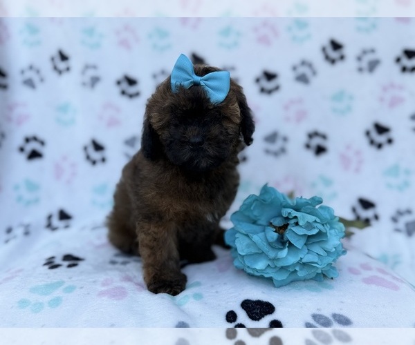 Medium Photo #1 Shih-Poo Puppy For Sale in LAKELAND, FL, USA