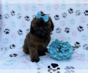 Shih-Poo Puppy for sale in LAKELAND, FL, USA