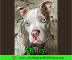 Small #1 American Bulldog Mix