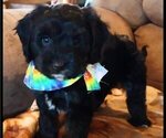 Puppy Sammy Cavachon-Cavapoo Mix