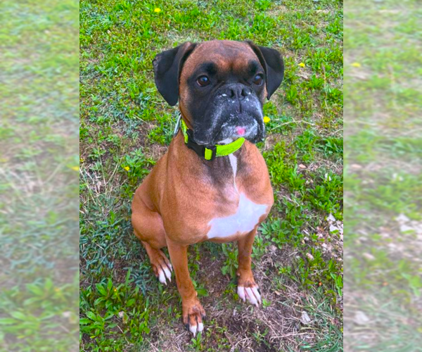 Medium Photo #2 Boxer Puppy For Sale in Austin, TX, USA