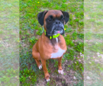 Small #1 Boxer