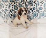 Small Photo #3 Saint Berdoodle Puppy For Sale in LEWISBURG, KY, USA