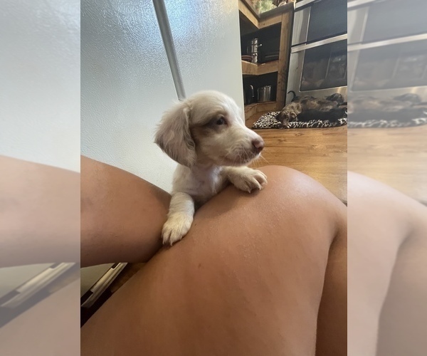 Medium Photo #15 Dachshund Puppy For Sale in ROCK HILL, SC, USA