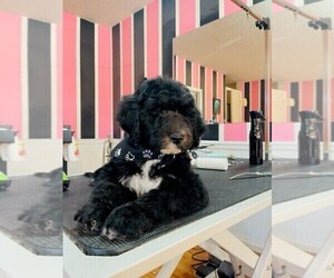 Sheepadoodle Puppy for Sale in CLEVELAND, Tennessee USA