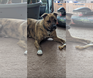 OAKLEY (COURTESY POST) - Male Mutt Dog for Adoption - Photo #2