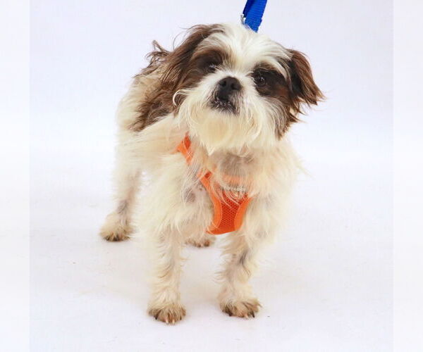 Medium Photo #2 Maltese-Unknown Mix Puppy For Sale in Princeton, MN, USA