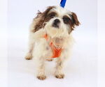 Small #1 Maltese Mix