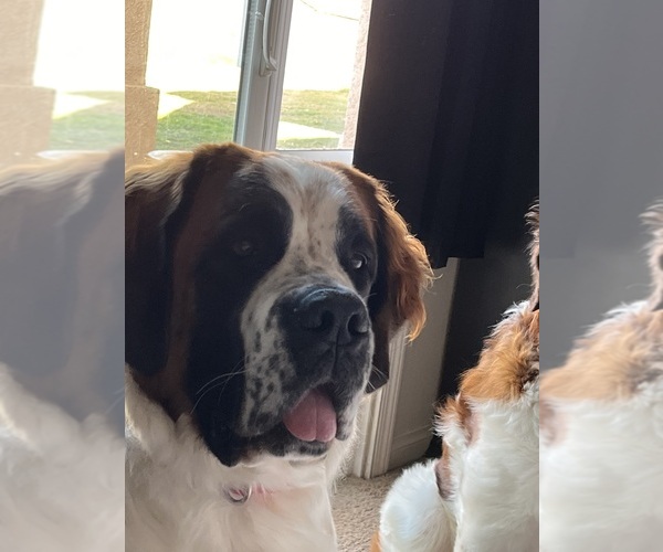 Medium Photo #1 Saint Bernard Puppy For Sale in BAKERSFIELD, CA, USA