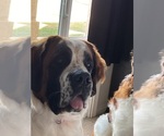 Small Photo #1 Saint Bernard Puppy For Sale in BAKERSFIELD, CA, USA
