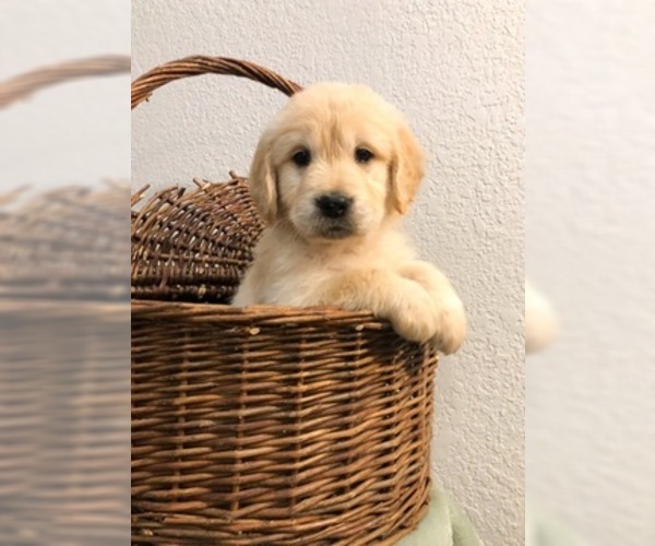 Medium Photo #33 Golden Retriever Puppy For Sale in PRYOR, OK, USA