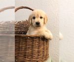 Small Photo #33 Golden Retriever Puppy For Sale in PRYOR, OK, USA