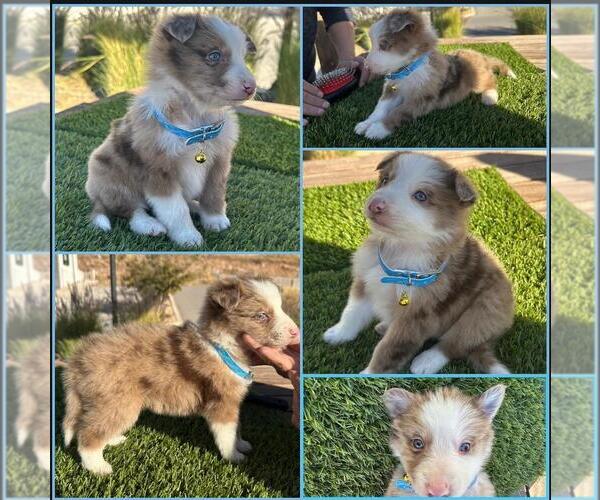 Medium Photo #1 Border Collie Puppy For Sale in NEWPORT BEACH, CA, USA