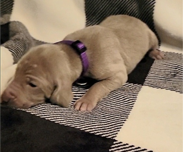 Medium Photo #10 Weimaraner Puppy For Sale in NEWCASTLE, OK, USA