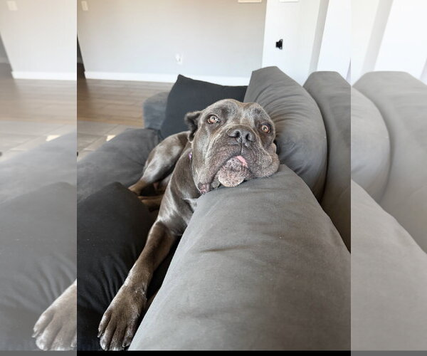 Medium Photo #7 Mutt Puppy For Sale in Goodyear, AZ, USA
