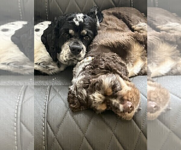 Medium Photo #1 Cocker Spaniel Puppy For Sale in WINDERMERE, FL, USA