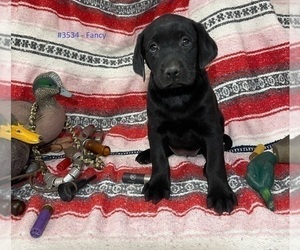 Medium Labrador Retriever