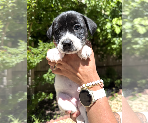 Medium Photo #3 Mutt Puppy For Sale in Rockville, MD, USA
