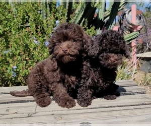 Maltipoo Puppy for sale in TEMECULA, CA, USA