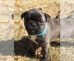 Small Photo #1 Buggs Puppy For Sale in AFTON, WY, USA
