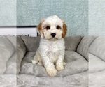 Small #3 Cavapoo