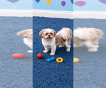 Small Photo #2 Shih Tzu Puppy For Sale in Weston, FL, USA