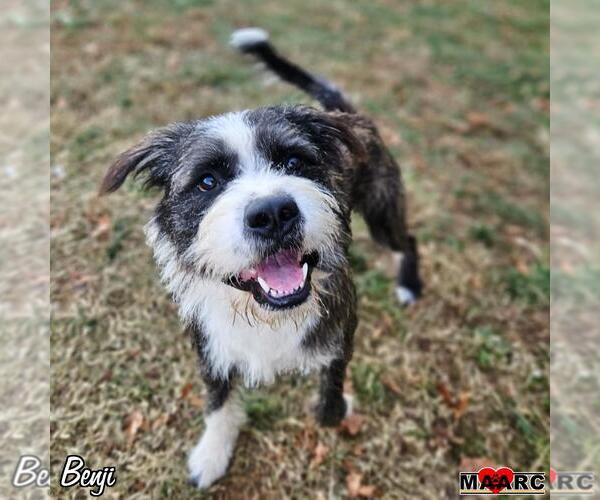 Medium Photo #3 Mutt Puppy For Sale in Maryville, TN, USA