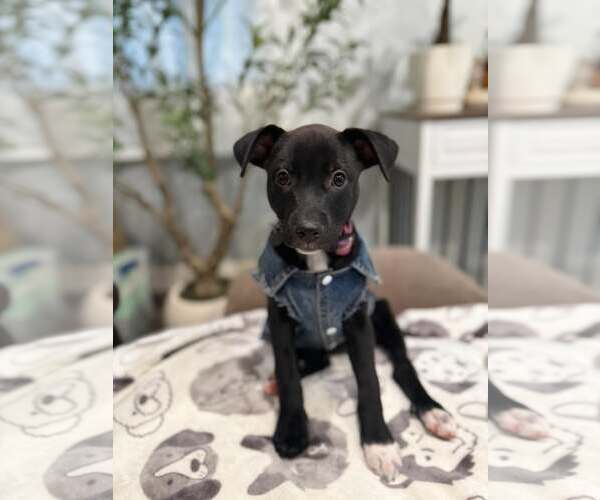 Medium Photo #1 Mutt Puppy For Sale in Visalia, CA, USA