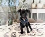 Blossom - Female Mutt Dog for Adoption - Small photo