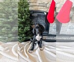 Puppy Purple Great Dane