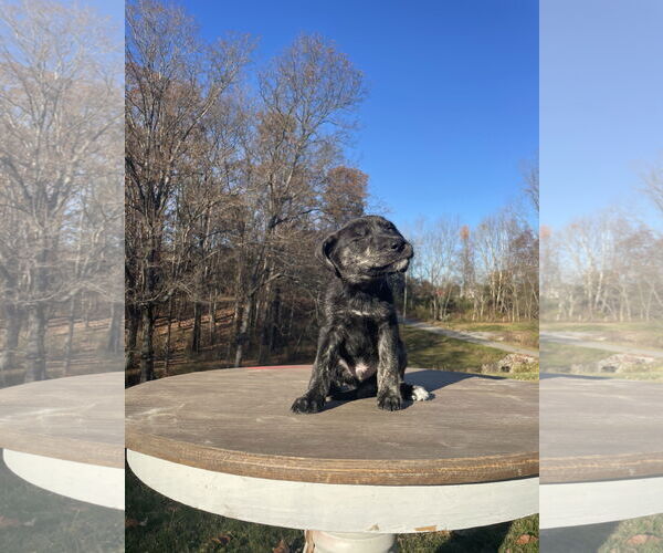 Medium Photo #18 Huskies -Labrador Retriever Mix Puppy For Sale in Columbus, IN, USA