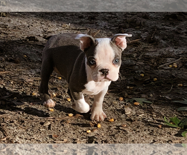 Medium Photo #19 Boston Terrier Puppy For Sale in NEWBURY, MA, USA