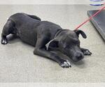 Small American Staffordshire Terrier Mix