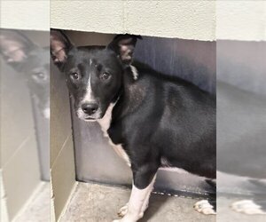 Border Collie-Unknown Mix Dogs for adoption in Upland, CA, USA