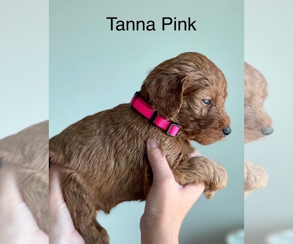 Medium Photo #23 Goldendoodle Puppy For Sale in KISSIMMEE, FL, USA