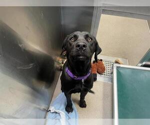 Labrador Retriever-Unknown Mix Dogs for adoption in Denver, CO, USA