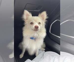 Pomeranian Puppy for sale in BAREFOOT BAY, FL, USA
