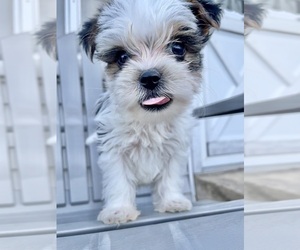 Shorkie Tzu Puppy for sale in CANTON, TX, USA